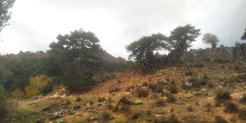 Low angle view of trees on mountain against sky