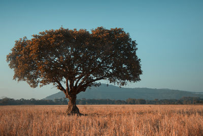 Tree on field against sky