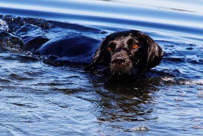 Close-up of black dog in lake