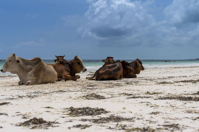 Sheep on the beach