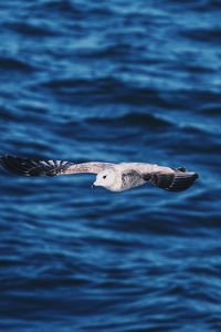 Seagull flying over sea