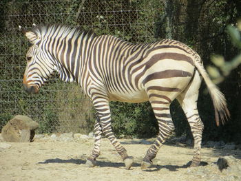 Zebra standing in zoo