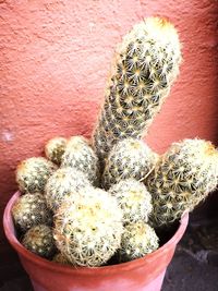 Close-up of potted cactus plant
