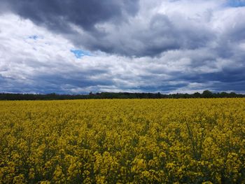 Scenic view of oilseed rape field against cloudy sky