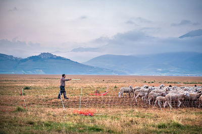 Horse standing on field against sky