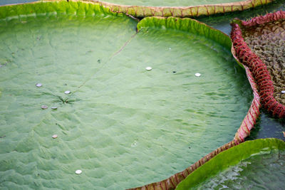 High angle view of lotus water lily in lake