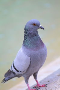 Close-up of bird perching outdoors