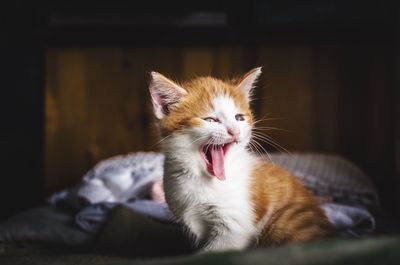 Close-up of cat yawning