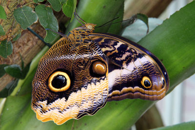 Close-up of butterfly on leaf