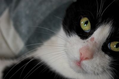 Close-up portrait of cat