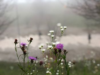 Close-up of purple flowering plant in field