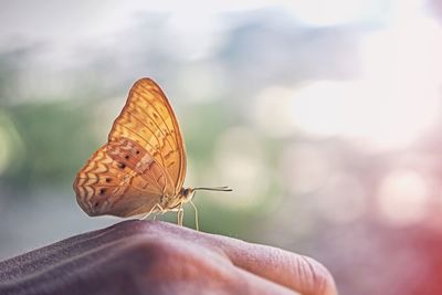 Butterfly on the back of the hand