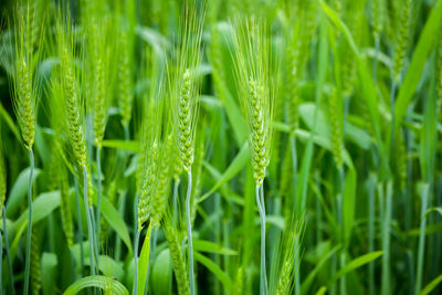 Close up of young green wheat on the field