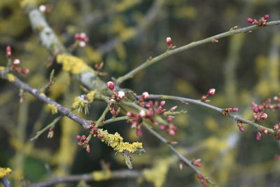 Close-up of flowering plant