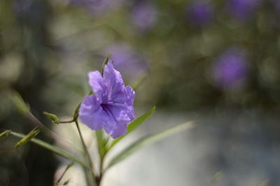 Close-up of purple flowering plant