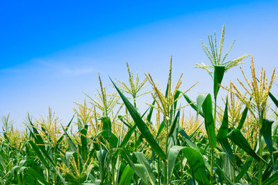 Crops growing on field against sky