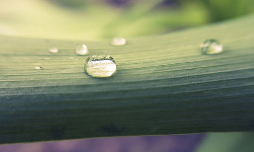 Surface level of water drops on leaf