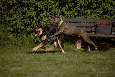 Dog running on field