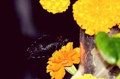 Close-up of insect on yellow flower