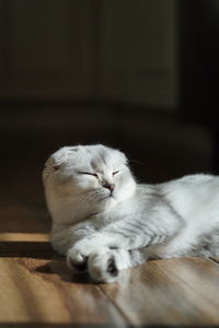 Close-up portrait of scottish fold cat