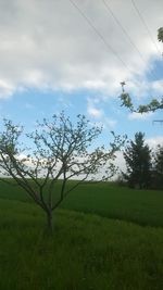 Scenic view of grassy field against sky