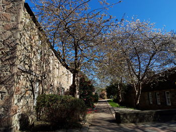 View of cherry trees by building against sky