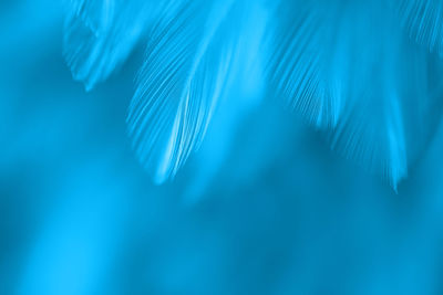 Full frame shot of blue feathers