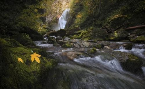 Stream flowing through rocks in forest