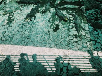 High angle view of plants by swimming pool