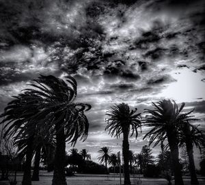 Silhouette of trees against cloudy sky