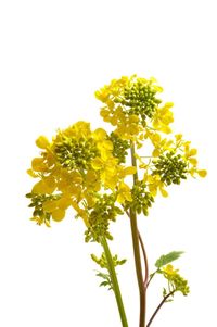 Close-up of yellow flowering plant against white background