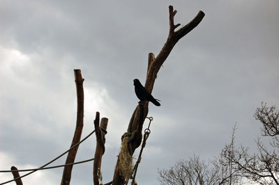 Low angle view of bird perching on bare tree against sky