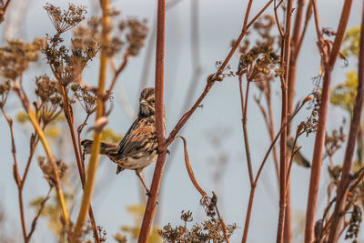 Close-up of bird perching on branch