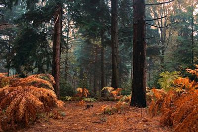 Trees in forest during autumn