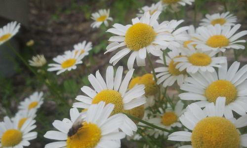 Close-up of fresh white daisies blooming outdoors