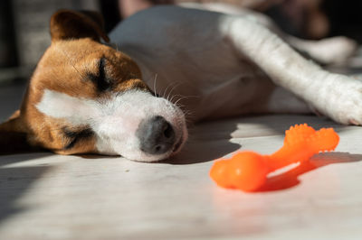 Close-up of dog