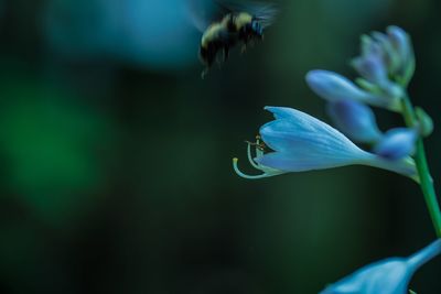 Blurred image of bee flying by blue flower