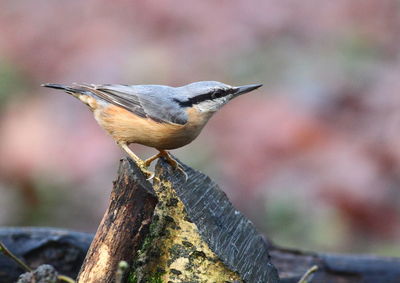 Close-up of bird perching on wood