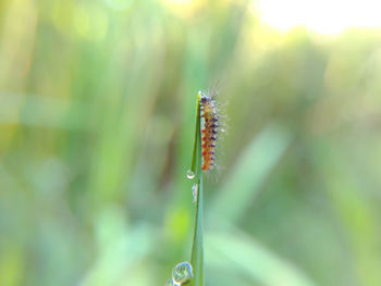 Close-up of insect on plant