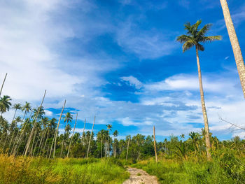 Low angle view of coconut palm trees on field against sky