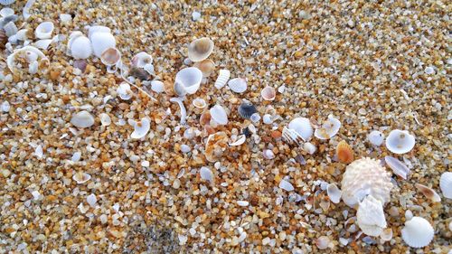 High angle view of shells on beach