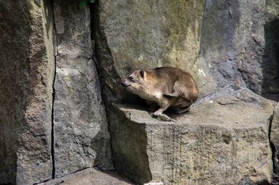 Cape hyrax on rock