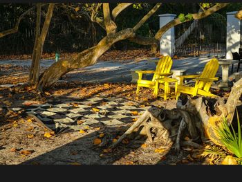 Yellow shadow on tree