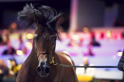 Horse running against seats