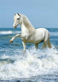 White horse at beach against clear sky