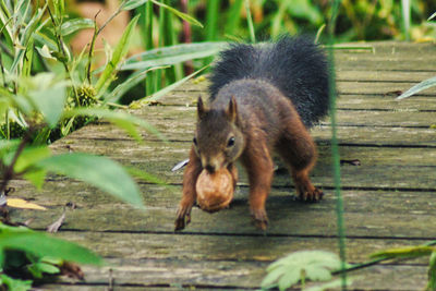 Close-up of squirrel