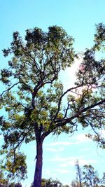 Low angle view of trees against sky