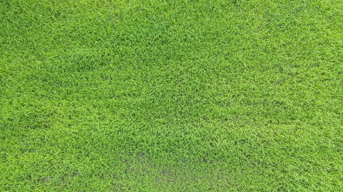 Full frame shot of green field