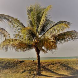 Palm tree against sky