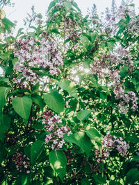 Close-up of pink flowering plant